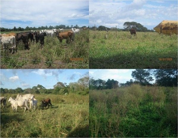 EXPERIENCIA CON PRV EN LA GANADERÍA “LAS MORAS” PARA LA CRÍA Y LA PRODUCCIÓN DE CARNE CON GANADO PURO Y COMERCIAL BRAHMAN BLANCO EN EL DISTRITO DE DAVID, PROVINCIA DE CHIRIQUÍ, REPÚBLICA DE PANAMÁ - Image 3