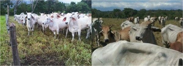 EXPERIENCIA CON PRV EN LA GANADERÍA “LAS MORAS” PARA LA CRÍA Y LA PRODUCCIÓN DE CARNE CON GANADO PURO Y COMERCIAL BRAHMAN BLANCO EN EL DISTRITO DE DAVID, PROVINCIA DE CHIRIQUÍ, REPÚBLICA DE PANAMÁ - Image 11