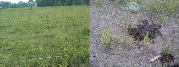 EXPERIENCIA CON PRV EN LA GANADERÍA “LAS MORAS” PARA LA CRÍA Y LA PRODUCCIÓN DE CARNE CON GANADO PURO Y COMERCIAL BRAHMAN BLANCO EN EL DISTRITO DE DAVID, PROVINCIA DE CHIRIQUÍ, REPÚBLICA DE PANAMÁ - Image 5