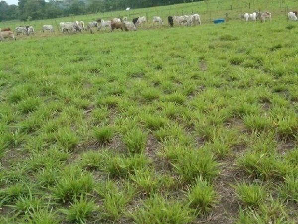 EXPERIENCIA CON PRV EN LA GANADERÍA “LAS MORAS” PARA LA CRÍA Y LA PRODUCCIÓN DE CARNE CON GANADO PURO Y COMERCIAL BRAHMAN BLANCO EN EL DISTRITO DE DAVID, PROVINCIA DE CHIRIQUÍ, REPÚBLICA DE PANAMÁ - Image 30