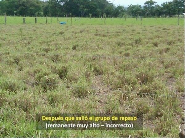 EXPERIENCIA CON PRV EN LA GANADERÍA “LAS MORAS” PARA LA CRÍA Y LA PRODUCCIÓN DE CARNE CON GANADO PURO Y COMERCIAL BRAHMAN BLANCO EN EL DISTRITO DE DAVID, PROVINCIA DE CHIRIQUÍ, REPÚBLICA DE PANAMÁ - Image 19