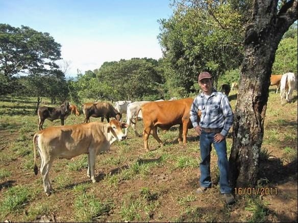 EXPERIENCIA CON PRV EN LA GANADERÍA “LAS MORAS” PARA LA CRÍA Y LA PRODUCCIÓN DE CARNE CON GANADO PURO Y COMERCIAL BRAHMAN BLANCO EN EL DISTRITO DE DAVID, PROVINCIA DE CHIRIQUÍ, REPÚBLICA DE PANAMÁ - Image 14