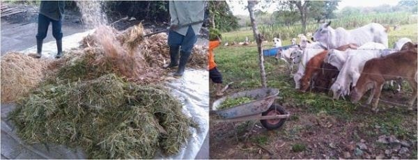 EXPERIENCIA CON PRV EN LA GANADERÍA “LAS MORAS” PARA LA CRÍA Y LA PRODUCCIÓN DE CARNE CON GANADO PURO Y COMERCIAL BRAHMAN BLANCO EN EL DISTRITO DE DAVID, PROVINCIA DE CHIRIQUÍ, REPÚBLICA DE PANAMÁ - Image 52