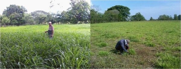 EXPERIENCIA CON PRV EN LA GANADERÍA “LAS MORAS” PARA LA CRÍA Y LA PRODUCCIÓN DE CARNE CON GANADO PURO Y COMERCIAL BRAHMAN BLANCO EN EL DISTRITO DE DAVID, PROVINCIA DE CHIRIQUÍ, REPÚBLICA DE PANAMÁ - Image 16