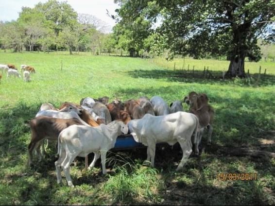 EXPERIENCIA CON PRV EN LA GANADERÍA “LAS MORAS” PARA LA CRÍA Y LA PRODUCCIÓN DE CARNE CON GANADO PURO Y COMERCIAL BRAHMAN BLANCO EN EL DISTRITO DE DAVID, PROVINCIA DE CHIRIQUÍ, REPÚBLICA DE PANAMÁ - Image 49