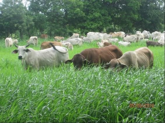 EXPERIENCIA CON PRV EN LA GANADERÍA “LAS MORAS” PARA LA CRÍA Y LA PRODUCCIÓN DE CARNE CON GANADO PURO Y COMERCIAL BRAHMAN BLANCO EN EL DISTRITO DE DAVID, PROVINCIA DE CHIRIQUÍ, REPÚBLICA DE PANAMÁ - Image 33