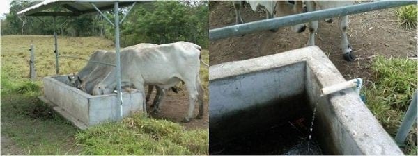 EXPERIENCIA CON PRV EN LA GANADERÍA “LAS MORAS” PARA LA CRÍA Y LA PRODUCCIÓN DE CARNE CON GANADO PURO Y COMERCIAL BRAHMAN BLANCO EN EL DISTRITO DE DAVID, PROVINCIA DE CHIRIQUÍ, REPÚBLICA DE PANAMÁ - Image 9