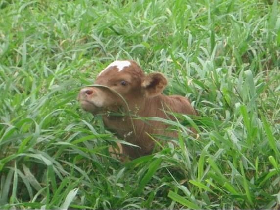 EXPERIENCIA CON PRV EN LA GANADERÍA “LAS MORAS” PARA LA CRÍA Y LA PRODUCCIÓN DE CARNE CON GANADO PURO Y COMERCIAL BRAHMAN BLANCO EN EL DISTRITO DE DAVID, PROVINCIA DE CHIRIQUÍ, REPÚBLICA DE PANAMÁ - Image 53