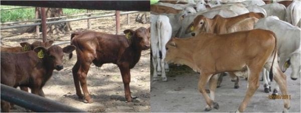 EXPERIENCIA CON PRV EN LA GANADERÍA “LAS MORAS” PARA LA CRÍA Y LA PRODUCCIÓN DE CARNE CON GANADO PURO Y COMERCIAL BRAHMAN BLANCO EN EL DISTRITO DE DAVID, PROVINCIA DE CHIRIQUÍ, REPÚBLICA DE PANAMÁ - Image 54