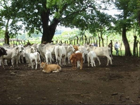 EXPERIENCIA CON PRV EN LA GANADERÍA “LAS MORAS” PARA LA CRÍA Y LA PRODUCCIÓN DE CARNE CON GANADO PURO Y COMERCIAL BRAHMAN BLANCO EN EL DISTRITO DE DAVID, PROVINCIA DE CHIRIQUÍ, REPÚBLICA DE PANAMÁ - Image 50