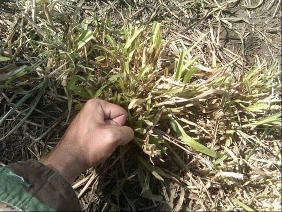 EXPERIENCIA CON PRV EN LA GANADERÍA “LAS MORAS” PARA LA CRÍA Y LA PRODUCCIÓN DE CARNE CON GANADO PURO Y COMERCIAL BRAHMAN BLANCO EN EL DISTRITO DE DAVID, PROVINCIA DE CHIRIQUÍ, REPÚBLICA DE PANAMÁ - Image 22