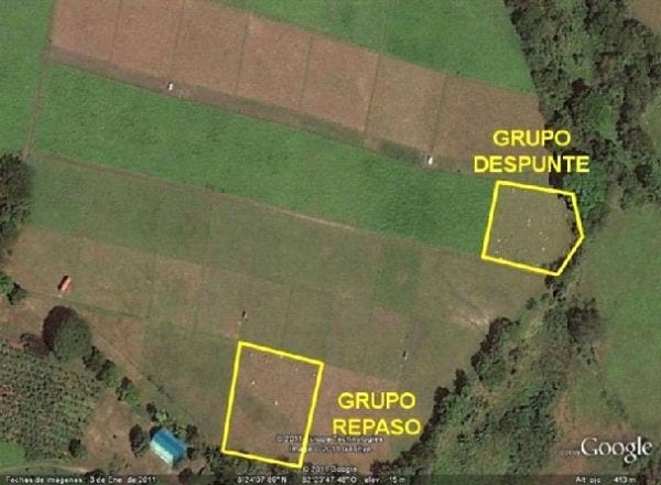 EXPERIENCIA CON PRV EN LA GANADERÍA “LAS MORAS” PARA LA CRÍA Y LA PRODUCCIÓN DE CARNE CON GANADO PURO Y COMERCIAL BRAHMAN BLANCO EN EL DISTRITO DE DAVID, PROVINCIA DE CHIRIQUÍ, REPÚBLICA DE PANAMÁ - Image 32