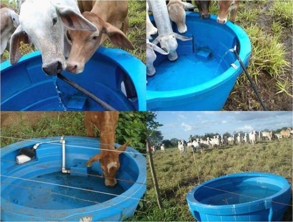 EXPERIENCIA CON PRV EN LA GANADERÍA “LAS MORAS” PARA LA CRÍA Y LA PRODUCCIÓN DE CARNE CON GANADO PURO Y COMERCIAL BRAHMAN BLANCO EN EL DISTRITO DE DAVID, PROVINCIA DE CHIRIQUÍ, REPÚBLICA DE PANAMÁ - Image 10