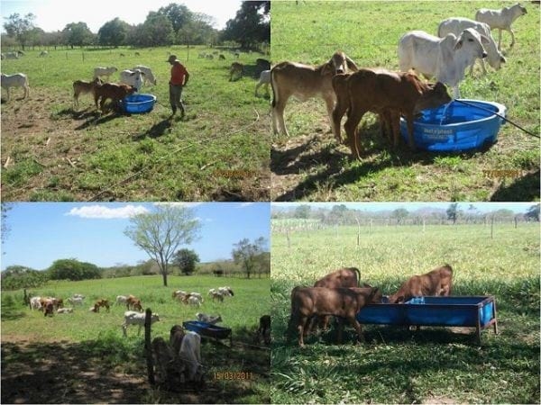 EXPERIENCIA CON PRV EN LA GANADERÍA “LAS MORAS” PARA LA CRÍA Y LA PRODUCCIÓN DE CARNE CON GANADO PURO Y COMERCIAL BRAHMAN BLANCO EN EL DISTRITO DE DAVID, PROVINCIA DE CHIRIQUÍ, REPÚBLICA DE PANAMÁ - Image 48