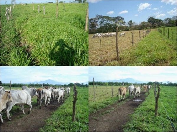 EXPERIENCIA CON PRV EN LA GANADERÍA “LAS MORAS” PARA LA CRÍA Y LA PRODUCCIÓN DE CARNE CON GANADO PURO Y COMERCIAL BRAHMAN BLANCO EN EL DISTRITO DE DAVID, PROVINCIA DE CHIRIQUÍ, REPÚBLICA DE PANAMÁ - Image 8