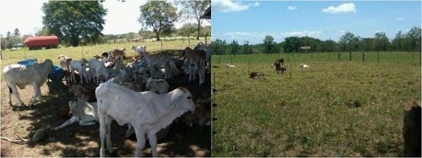 EXPERIENCIA CON PRV EN LA GANADERÍA “LAS MORAS” PARA LA CRÍA Y LA PRODUCCIÓN DE CARNE CON GANADO PURO Y COMERCIAL BRAHMAN BLANCO EN EL DISTRITO DE DAVID, PROVINCIA DE CHIRIQUÍ, REPÚBLICA DE PANAMÁ - Image 47