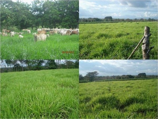 EXPERIENCIA CON PRV EN LA GANADERÍA “LAS MORAS” PARA LA CRÍA Y LA PRODUCCIÓN DE CARNE CON GANADO PURO Y COMERCIAL BRAHMAN BLANCO EN EL DISTRITO DE DAVID, PROVINCIA DE CHIRIQUÍ, REPÚBLICA DE PANAMÁ - Image 57