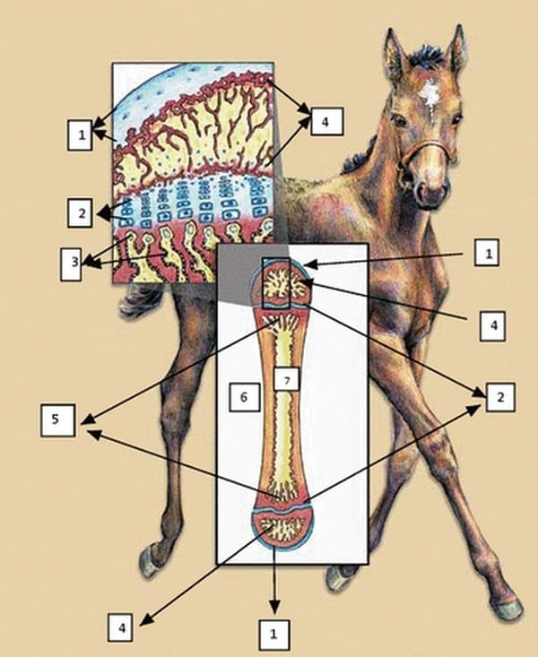 El hueso en la producción equina II - Image 1