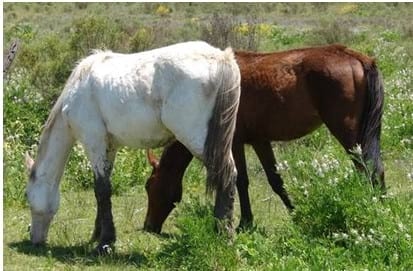 Caballos a campo - Image 1