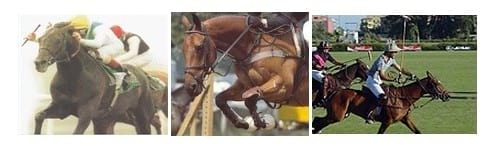 Caballos a campo - Image 3