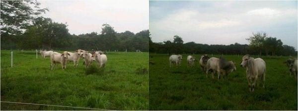 EXPERIENCIA CON PRV EN LA GANADERÍA NUEVO SAN JUAN PARA LA CRÍA Y LA PRODUCCIÓN DE CARNE CON GANADO CEBÚ COMERCIAL TIPO BRAHMAN Y SUS CRUCES EN EL MUNICIPIO DE SAN MARTIN, DEPARTAMENTO DEL META, LLANOS ORIENTALES DE COLOMBIA - Image 34