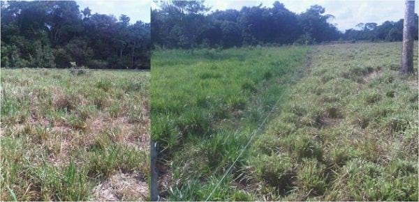 EXPERIENCIA CON PRV EN LA GANADERÍA NUEVO SAN JUAN PARA LA CRÍA Y LA PRODUCCIÓN DE CARNE CON GANADO CEBÚ COMERCIAL TIPO BRAHMAN Y SUS CRUCES EN EL MUNICIPIO DE SAN MARTIN, DEPARTAMENTO DEL META, LLANOS ORIENTALES DE COLOMBIA - Image 29