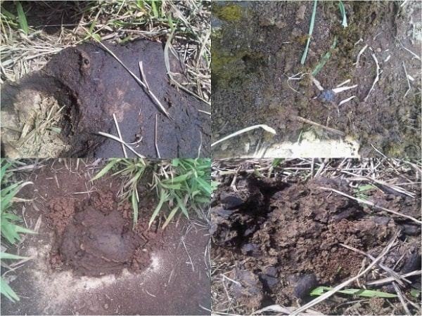 EXPERIENCIA CON PRV EN LA GANADERÍA NUEVO SAN JUAN PARA LA CRÍA Y LA PRODUCCIÓN DE CARNE CON GANADO CEBÚ COMERCIAL TIPO BRAHMAN Y SUS CRUCES EN EL MUNICIPIO DE SAN MARTIN, DEPARTAMENTO DEL META, LLANOS ORIENTALES DE COLOMBIA - Image 39