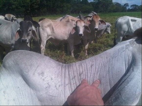 EXPERIENCIA CON PRV EN LA GANADERÍA NUEVO SAN JUAN PARA LA CRÍA Y LA PRODUCCIÓN DE CARNE CON GANADO CEBÚ COMERCIAL TIPO BRAHMAN Y SUS CRUCES EN EL MUNICIPIO DE SAN MARTIN, DEPARTAMENTO DEL META, LLANOS ORIENTALES DE COLOMBIA - Image 46