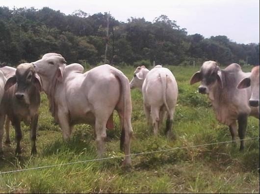 EXPERIENCIA CON PRV EN LA GANADERÍA NUEVO SAN JUAN PARA LA CRÍA Y LA PRODUCCIÓN DE CARNE CON GANADO CEBÚ COMERCIAL TIPO BRAHMAN Y SUS CRUCES EN EL MUNICIPIO DE SAN MARTIN, DEPARTAMENTO DEL META, LLANOS ORIENTALES DE COLOMBIA - Image 23