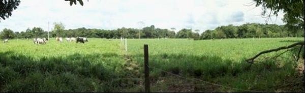 EXPERIENCIA CON PRV EN LA GANADERÍA NUEVO SAN JUAN PARA LA CRÍA Y LA PRODUCCIÓN DE CARNE CON GANADO CEBÚ COMERCIAL TIPO BRAHMAN Y SUS CRUCES EN EL MUNICIPIO DE SAN MARTIN, DEPARTAMENTO DEL META, LLANOS ORIENTALES DE COLOMBIA - Image 33