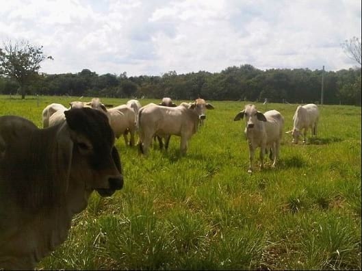 EXPERIENCIA CON PRV EN LA GANADERÍA NUEVO SAN JUAN PARA LA CRÍA Y LA PRODUCCIÓN DE CARNE CON GANADO CEBÚ COMERCIAL TIPO BRAHMAN Y SUS CRUCES EN EL MUNICIPIO DE SAN MARTIN, DEPARTAMENTO DEL META, LLANOS ORIENTALES DE COLOMBIA - Image 25