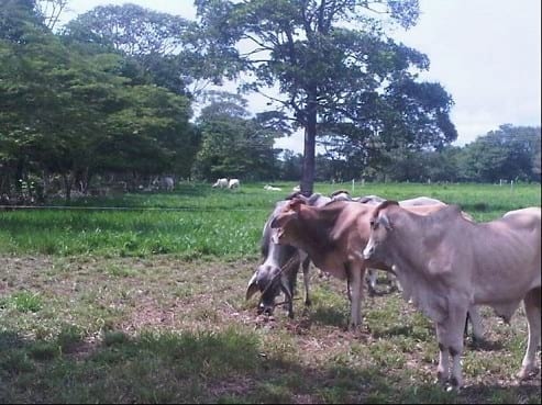 EXPERIENCIA CON PRV EN LA GANADERÍA NUEVO SAN JUAN PARA LA CRÍA Y LA PRODUCCIÓN DE CARNE CON GANADO CEBÚ COMERCIAL TIPO BRAHMAN Y SUS CRUCES EN EL MUNICIPIO DE SAN MARTIN, DEPARTAMENTO DEL META, LLANOS ORIENTALES DE COLOMBIA - Image 35