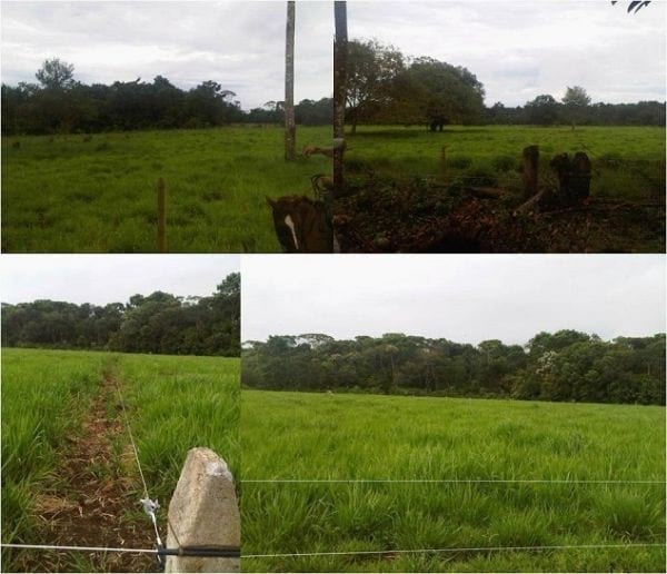 EXPERIENCIA CON PRV EN LA GANADERÍA NUEVO SAN JUAN PARA LA CRÍA Y LA PRODUCCIÓN DE CARNE CON GANADO CEBÚ COMERCIAL TIPO BRAHMAN Y SUS CRUCES EN EL MUNICIPIO DE SAN MARTIN, DEPARTAMENTO DEL META, LLANOS ORIENTALES DE COLOMBIA - Image 20