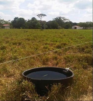 EXPERIENCIA CON PRV EN LA GANADERÍA NUEVO SAN JUAN PARA LA CRÍA Y LA PRODUCCIÓN DE CARNE CON GANADO CEBÚ COMERCIAL TIPO BRAHMAN Y SUS CRUCES EN EL MUNICIPIO DE SAN MARTIN, DEPARTAMENTO DEL META, LLANOS ORIENTALES DE COLOMBIA - Image 17