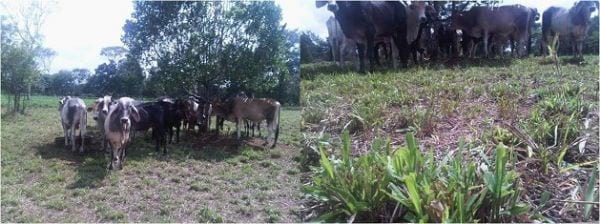 EXPERIENCIA CON PRV EN LA GANADERÍA NUEVO SAN JUAN PARA LA CRÍA Y LA PRODUCCIÓN DE CARNE CON GANADO CEBÚ COMERCIAL TIPO BRAHMAN Y SUS CRUCES EN EL MUNICIPIO DE SAN MARTIN, DEPARTAMENTO DEL META, LLANOS ORIENTALES DE COLOMBIA - Image 36