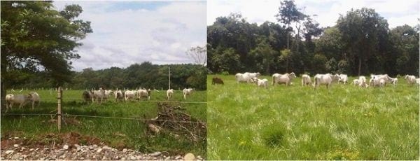 EXPERIENCIA CON PRV EN LA GANADERÍA NUEVO SAN JUAN PARA LA CRÍA Y LA PRODUCCIÓN DE CARNE CON GANADO CEBÚ COMERCIAL TIPO BRAHMAN Y SUS CRUCES EN EL MUNICIPIO DE SAN MARTIN, DEPARTAMENTO DEL META, LLANOS ORIENTALES DE COLOMBIA - Image 22