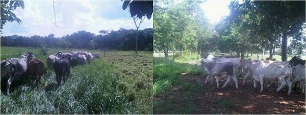 EXPERIENCIA CON PRV EN LA GANADERÍA NUEVO SAN JUAN PARA LA CRÍA Y LA PRODUCCIÓN DE CARNE CON GANADO CEBÚ COMERCIAL TIPO BRAHMAN Y SUS CRUCES EN EL MUNICIPIO DE SAN MARTIN, DEPARTAMENTO DEL META, LLANOS ORIENTALES DE COLOMBIA - Image 26