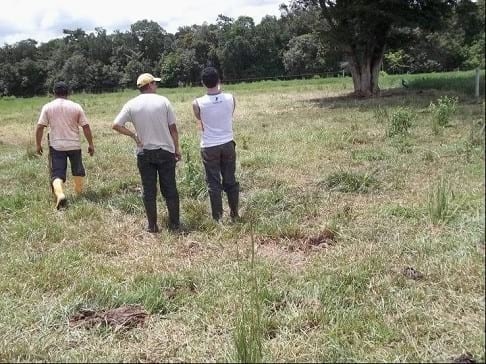 EXPERIENCIA CON PRV EN LA GANADERÍA NUEVO SAN JUAN PARA LA CRÍA Y LA PRODUCCIÓN DE CARNE CON GANADO CEBÚ COMERCIAL TIPO BRAHMAN Y SUS CRUCES EN EL MUNICIPIO DE SAN MARTIN, DEPARTAMENTO DEL META, LLANOS ORIENTALES DE COLOMBIA - Image 30