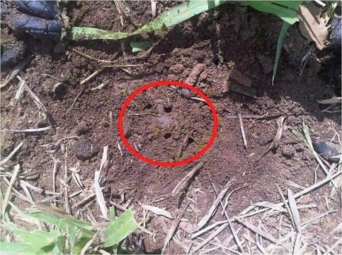 EXPERIENCIA CON PRV EN LA GANADERÍA NUEVO SAN JUAN PARA LA CRÍA Y LA PRODUCCIÓN DE CARNE CON GANADO CEBÚ COMERCIAL TIPO BRAHMAN Y SUS CRUCES EN EL MUNICIPIO DE SAN MARTIN, DEPARTAMENTO DEL META, LLANOS ORIENTALES DE COLOMBIA - Image 45
