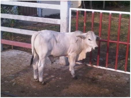 EXPERIENCIA CON PRV EN LA GANADERÍA NUEVO SAN JUAN PARA LA CRÍA Y LA PRODUCCIÓN DE CARNE CON GANADO CEBÚ COMERCIAL TIPO BRAHMAN Y SUS CRUCES EN EL MUNICIPIO DE SAN MARTIN, DEPARTAMENTO DEL META, LLANOS ORIENTALES DE COLOMBIA - Image 2