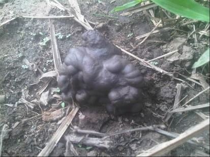 EXPERIENCIA CON PRV EN LA GANADERÍA NUEVO SAN JUAN PARA LA CRÍA Y LA PRODUCCIÓN DE CARNE CON GANADO CEBÚ COMERCIAL TIPO BRAHMAN Y SUS CRUCES EN EL MUNICIPIO DE SAN MARTIN, DEPARTAMENTO DEL META, LLANOS ORIENTALES DE COLOMBIA - Image 43