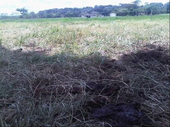 EXPERIENCIA CON PRV EN LA GANADERÍA NUEVO SAN JUAN PARA LA CRÍA Y LA PRODUCCIÓN DE CARNE CON GANADO CEBÚ COMERCIAL TIPO BRAHMAN Y SUS CRUCES EN EL MUNICIPIO DE SAN MARTIN, DEPARTAMENTO DEL META, LLANOS ORIENTALES DE COLOMBIA - Image 19