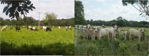 EXPERIENCIA CON PRV EN LA GANADERÍA NUEVO SAN JUAN PARA LA CRÍA Y LA PRODUCCIÓN DE CARNE CON GANADO CEBÚ COMERCIAL TIPO BRAHMAN Y SUS CRUCES EN EL MUNICIPIO DE SAN MARTIN, DEPARTAMENTO DEL META, LLANOS ORIENTALES DE COLOMBIA - Image 24
