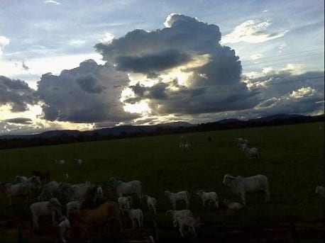 EXPERIENCIA CON PRV EN LA GANADERÍA NUEVO SAN JUAN PARA LA CRÍA Y LA PRODUCCIÓN DE CARNE CON GANADO CEBÚ COMERCIAL TIPO BRAHMAN Y SUS CRUCES EN EL MUNICIPIO DE SAN MARTIN, DEPARTAMENTO DEL META, LLANOS ORIENTALES DE COLOMBIA - Image 16