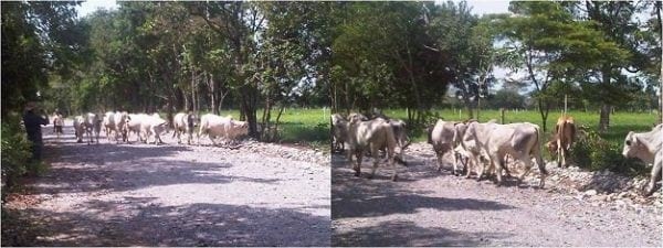EXPERIENCIA CON PRV EN LA GANADERÍA NUEVO SAN JUAN PARA LA CRÍA Y LA PRODUCCIÓN DE CARNE CON GANADO CEBÚ COMERCIAL TIPO BRAHMAN Y SUS CRUCES EN EL MUNICIPIO DE SAN MARTIN, DEPARTAMENTO DEL META, LLANOS ORIENTALES DE COLOMBIA - Image 27