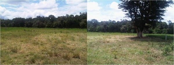 EXPERIENCIA CON PRV EN LA GANADERÍA NUEVO SAN JUAN PARA LA CRÍA Y LA PRODUCCIÓN DE CARNE CON GANADO CEBÚ COMERCIAL TIPO BRAHMAN Y SUS CRUCES EN EL MUNICIPIO DE SAN MARTIN, DEPARTAMENTO DEL META, LLANOS ORIENTALES DE COLOMBIA - Image 28
