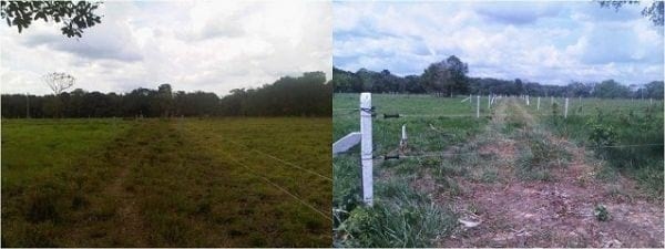 EXPERIENCIA CON PRV EN LA GANADERÍA NUEVO SAN JUAN PARA LA CRÍA Y LA PRODUCCIÓN DE CARNE CON GANADO CEBÚ COMERCIAL TIPO BRAHMAN Y SUS CRUCES EN EL MUNICIPIO DE SAN MARTIN, DEPARTAMENTO DEL META, LLANOS ORIENTALES DE COLOMBIA - Image 21