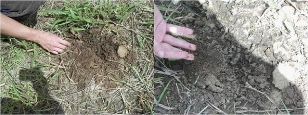 EXPERIENCIA CON PRV EN LA GANADERÍA NUEVO SAN JUAN PARA LA CRÍA Y LA PRODUCCIÓN DE CARNE CON GANADO CEBÚ COMERCIAL TIPO BRAHMAN Y SUS CRUCES EN EL MUNICIPIO DE SAN MARTIN, DEPARTAMENTO DEL META, LLANOS ORIENTALES DE COLOMBIA - Image 40