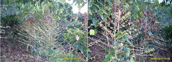 Avance e Infestación severa de la Roya Amarilla (Hemileia vastratix) en Café - Image 1