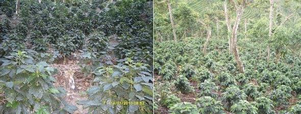 Avance e Infestación severa de la Roya Amarilla (Hemileia vastratix) en Café - Image 2